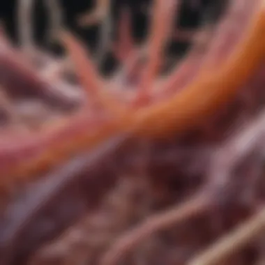 Amyloid Deposition in Tissues Diagram showing amyloid deposition in tissues