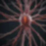 Neuronal pathways involved in pain transmission