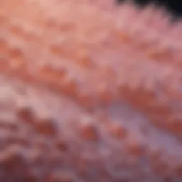 Schematic representation of Ossix Plus collagen membrane structure