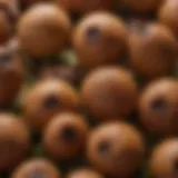 Close-up view of Pisum sativum seeds showcasing their unique texture and color.