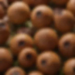 Close-up view of Pisum sativum seeds showcasing their unique texture and color.