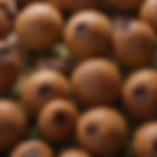 Close-up view of Pisum sativum seeds showcasing their unique texture and color.