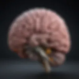 An intricate brain scan highlighting areas affected by cognitive decline