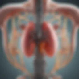A diagram illustrating the functioning mechanism of an artificial kidney