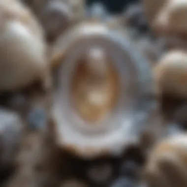 Close-up of a pearl oyster illustrating the biological environment where pearls are formed