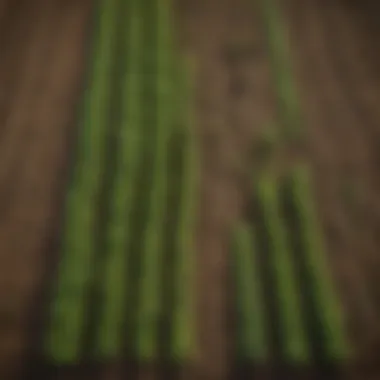 Aerial view of agricultural fields with diverse crops