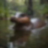 A platypus swimming gracefully in a pristine Australian river