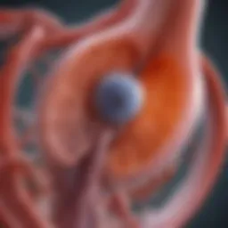 Detailed illustration of kidney function