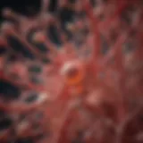 Intricate structure of platelets showcasing cytoskeletal elements
