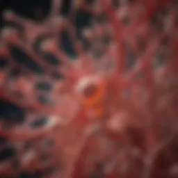Intricate structure of platelets showcasing cytoskeletal elements