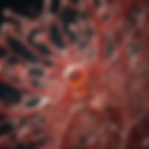 Intricate structure of platelets showcasing cytoskeletal elements