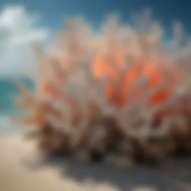 Impact of Climate Change on Coral Bleached coral caused by rising ocean temperatures