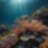 Vibrant underwater ecosystems of the Great Barrier Reef