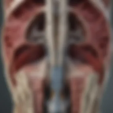 3D CT scan illustration demonstrating detailed anatomical structures