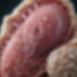 Microscopic view of Trichomonas vaginalis