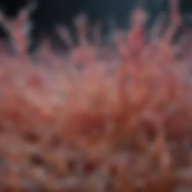 Future Directions in Biofilm Research Conceptual image illustrating future research directions in biofilm studies.