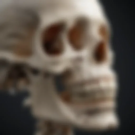 Illustration of bone healing stages