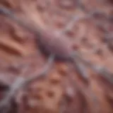 Microscopic view of breast duct carcinoma cells
