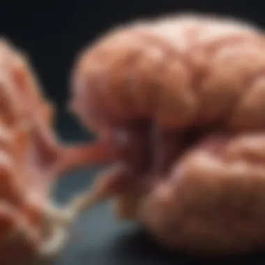 The Cerebellum: The Core of Motor Coordination Illustration of cerebellum highlighting its role in motor coordination
