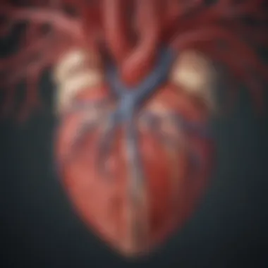 Anatomy of Coronary Arteries Illustration showing the anatomy of coronary arteries