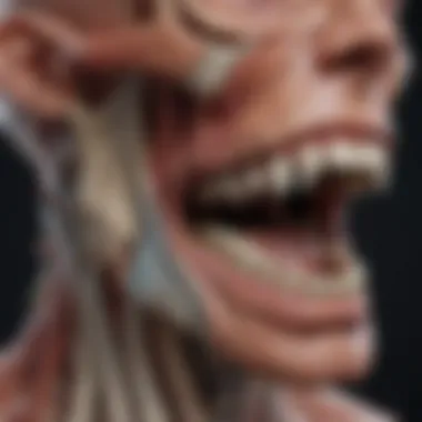 Anatomy of the jaw
