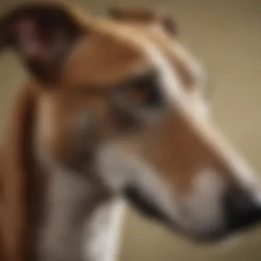 The Unique Features of Greyhounds A close-up of a greyhound displaying its unique physical characteristics.