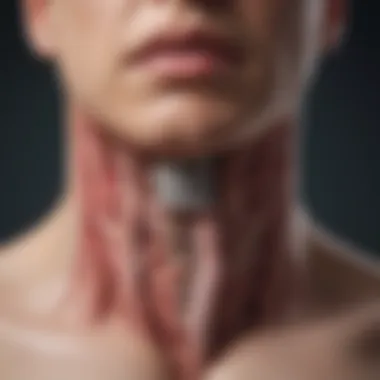 Illustration showing the anatomy of the esophagus highlighting hypersensitivity