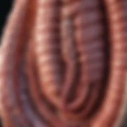 Illustration depicting the anatomy of the small intestine