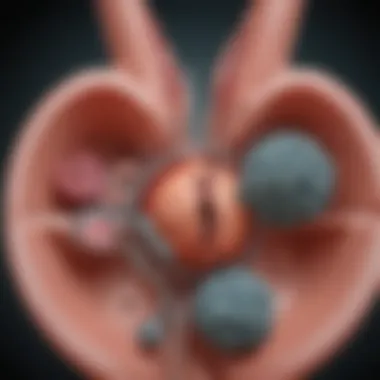 Diagram of the dissolution mechanisms of kidney stones