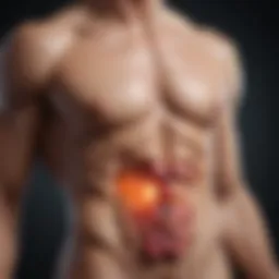 Illustration depicting the endocrine system and testosterone production