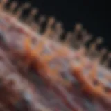 Microscopic view of MS plaque formation in neural tissue.