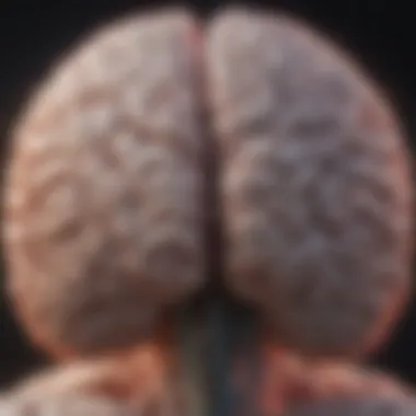 Brain Activity During Myoclonic Seizures A graphical representation of the brain during a myoclonic seizure