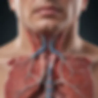 Diagram of Pulmonary Artery and Embolism Location Detailed diagram illustrating the pulmonary artery and the location of embolism.