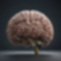 Anatomy of the brain showcasing major structures