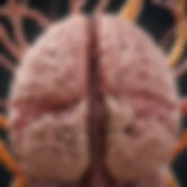 The Gut-Brain Axis Visual representation of the gut-brain connection