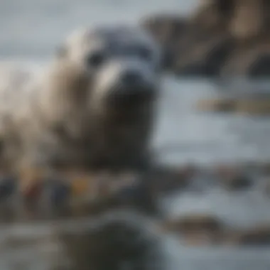 Foraging Strategies of Harbor Seals Diagram illustrating the foraging strategies of harbor seals