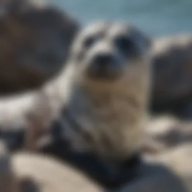 Harbor Seal on the Rocks Close-up of a harbor seal resting on a rocky shore