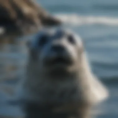 Harbor Seal in Action Harbor seal swimming in its natural habitat