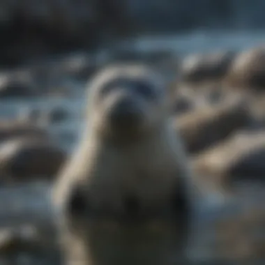 Marine Life in Seal Habitat Diverse marine life found in the harbor seal's environment