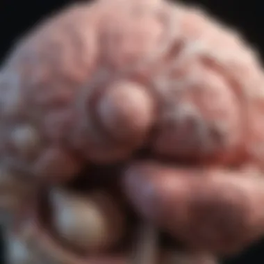 Types of tumors affecting the parietal lobe