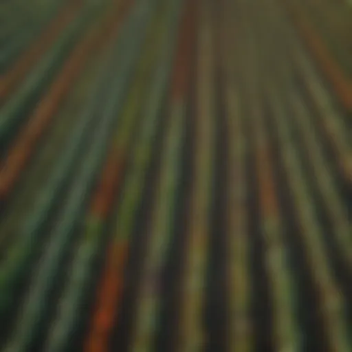 Aerial view of diverse vegetable fields showcasing various crops