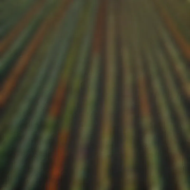 Aerial view of diverse vegetable fields showcasing various crops