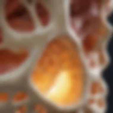 Vitamin D's Crucial Role in Bone Integrity A visual representation of a bone structure, emphasizing the importance of vitamin D