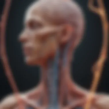 Vagus Nerve Pathways Illustration depicting the vagus nerve and its pathways in the body.